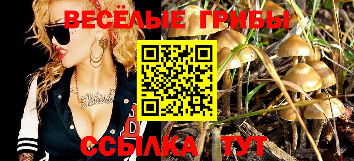 Псилоцибиновые грибы Psilocybine cubensis Балтийск